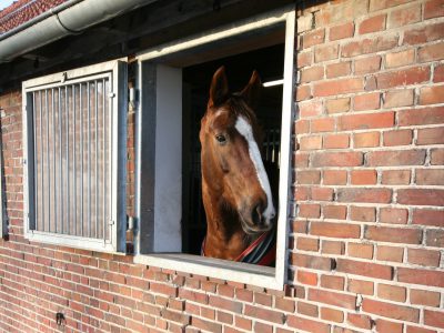 Fenster einer Pferdebox