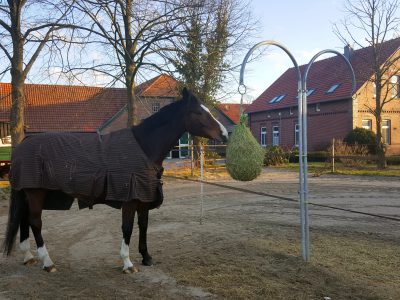 Sandpaddock Einzelhaltung