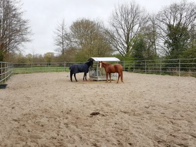 Sandpaddock Gruppenhaltung